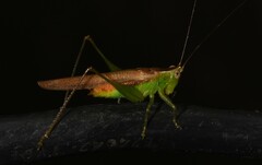 Conocephalini