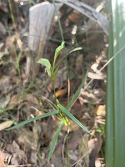 Pterostylis longifolia