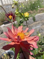 Ochlodes sylvanoides