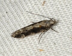 Coleotechnites florae