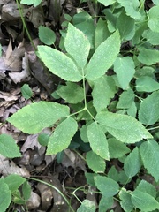Aegopodium podagraria