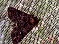 Drobeta
