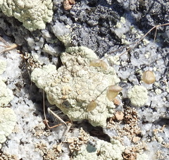 Protoparmeliopsis pinguis