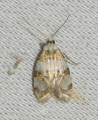 Aethes argentilimitana