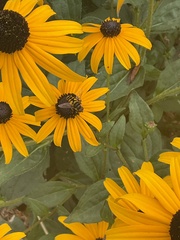 Eristalis transversa
