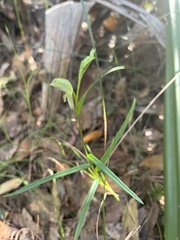 Pterostylis longifolia