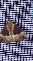 Hypena bijugalis