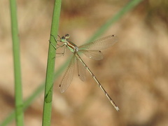 Lestes barbarus