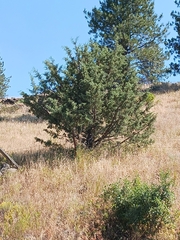 Juniperus occidentalis