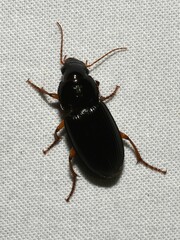Harpalus pensylvanicus