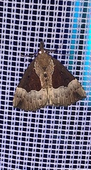 Hypena bijugalis