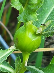 Formicidae