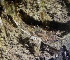 Scorpaena porcus
