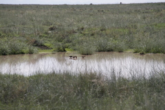 Limnodromus scolopaceus