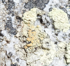 Protoparmeliopsis pinguis