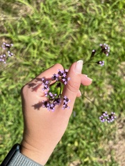 Verbena bonariensis