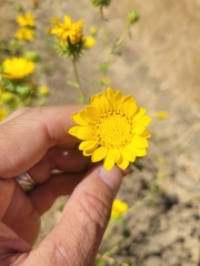 Grindelia camporum