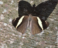 Colobura dirce dirce