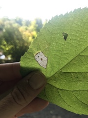 Phyllonorycter lucetiella