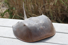 Limulus polyphemus