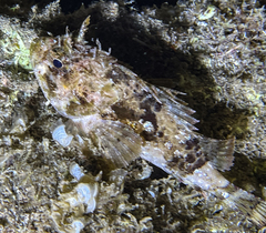 Scorpaena porcus