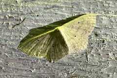 Scopula