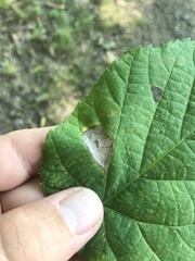 Phyllonorycter lucetiella