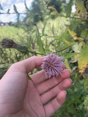 Cirsium altissimum