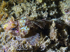 Scorpaena porcus