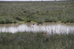 Limnodromus scolopaceus