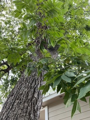 Carya illinoinensis