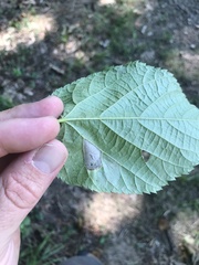 Phyllonorycter lucetiella
