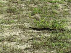 Agkistrodon piscivorus