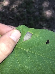 Phyllonorycter lucetiella
