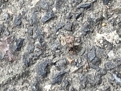 Tetramorium immigrans