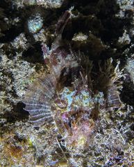 Scorpaena porcus