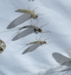 Ephemeroptera