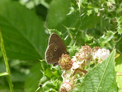 Aphantopus hyperantus