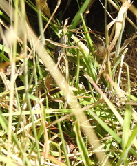 Thamnophis elegans terrestris