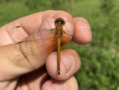 Sympetrum flaveolum