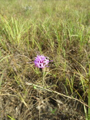 Liatris cymosa