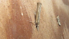 Pediasia trisecta