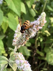 Volucella inanis