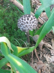 Strobilomyces strobilaceus