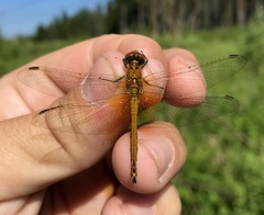Sympetrum flaveolum