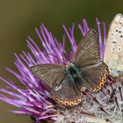 Polyommatus coridon