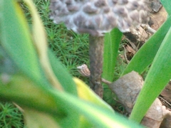 Strobilomyces strobilaceus