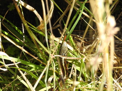 Thamnophis elegans terrestris