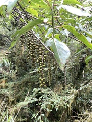 Stachyurus himalaicus