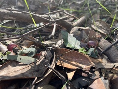 Corybas aconitiflorus